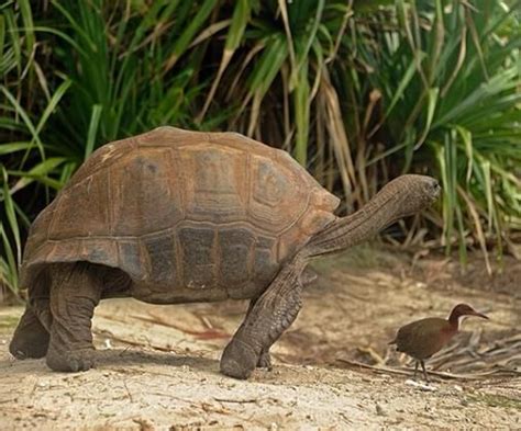 Photo by #thomaspeschak "The tortoise and the rail". Both Aldabra giant ...