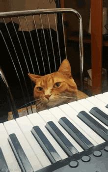 Cat Playing Piano Funny GIF - Cat Playing Piano Funny Meme - Discover ...