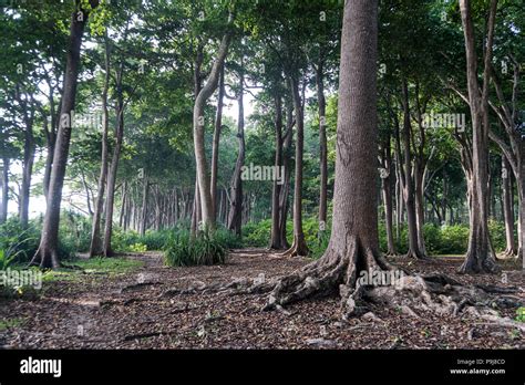 Big tree in forest. Green life background. Havelock island Andaman and ...