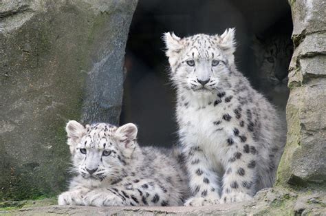 Snow Leopard Cubs Photograph by Chris Boulton - Fine Art America