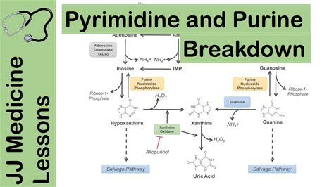 Pyrimidine Analogues Mechanism Of Action