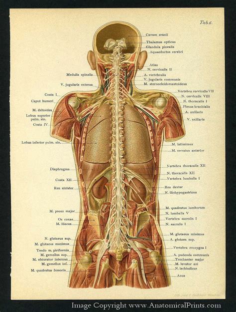 Anatomy Of Back Organs - Anatomical Name Of Lower Back Muscles ...