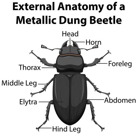 Click Beetle Anatomy