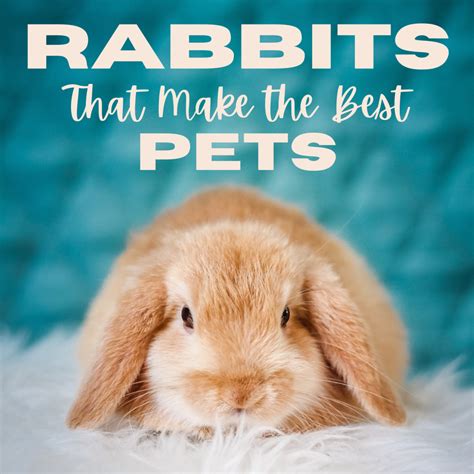 Are Dogs Better Than Rabbits