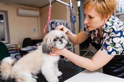 How Grooming Helps your Dog’s Health – Veterinarians in Windermere ...