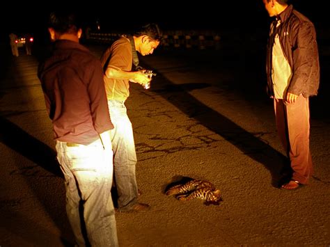 Leopard Cat Roadkill, Arunachal Pradesh | Conservation India