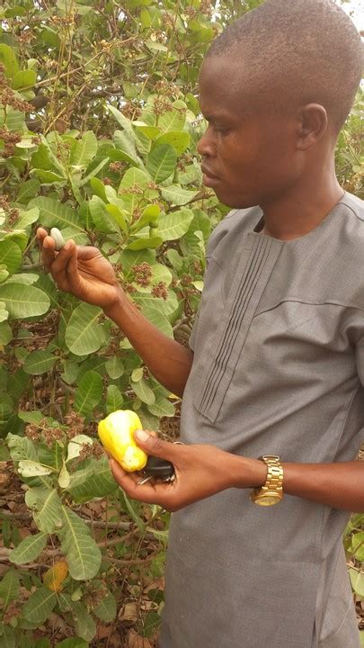 Cashew nut farming: The best & most profitable agro investment ...