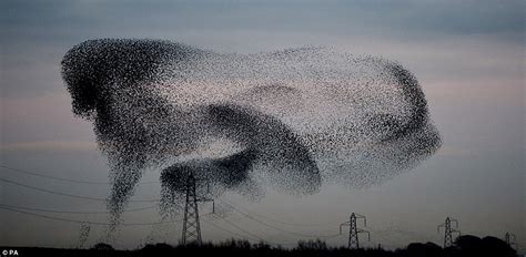 Incredible photos ofhe moment TEN THOUSAND starlings fly in formation ...