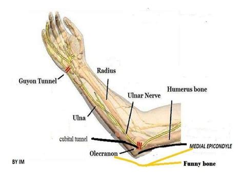 Anatomy of ulnar Nerve (Ulnar Nerve Anatomy)