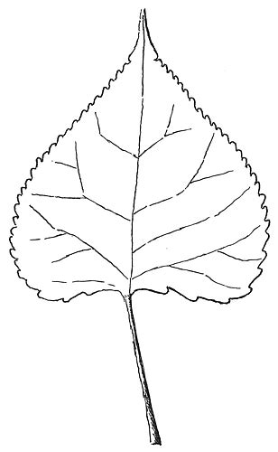 Example of leaf of Eastern Cottonwood