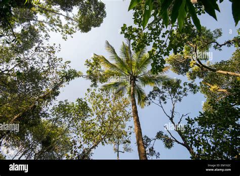 Eden's Spice and Herbal Garden in Thekkady, Kerala India Stock Photo ...