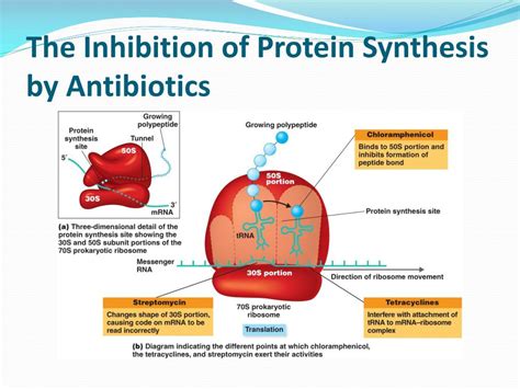 PPT - Inhibitors of Cell Wall Synthesis PowerPoint Presentation, free ...