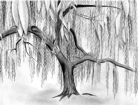 Pencil Drawing Of A Willow Tree