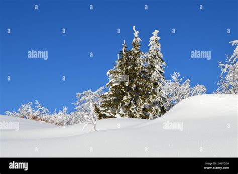 Winter hiking on Bjelasnica mountain, Hojta peak, part 2 Stock Photo ...