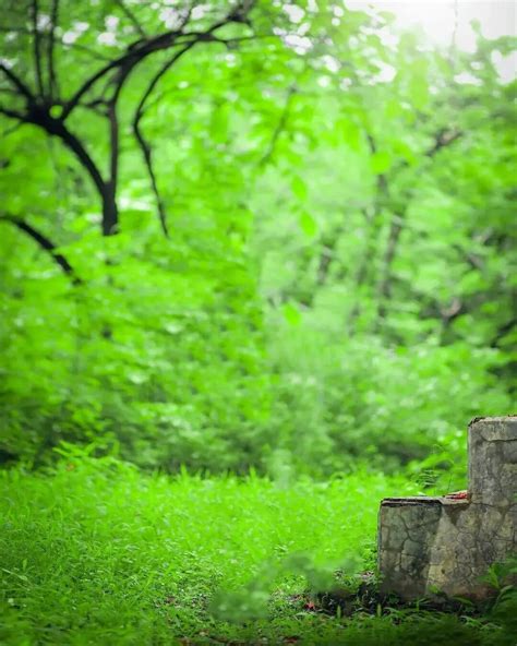 🔥 Snapseed Green Nature Background Full Hd