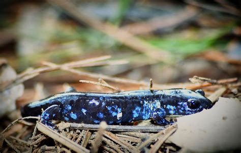 Blue spotted salamander, found 4/7/19 in New Hampshire. This is the ...