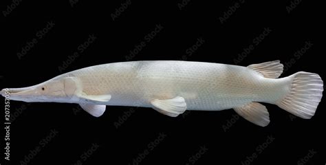 Albino Alligator Gar or Atractosteus spatula, Aligator Platinum fish ...