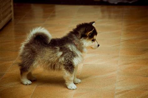 Husky Yorkie mix! I want one so bad! | Pomsky puppies, Cute puppies ...