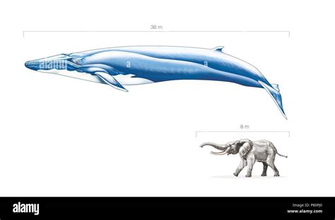 Blue Whale Size Comparison To Elephants