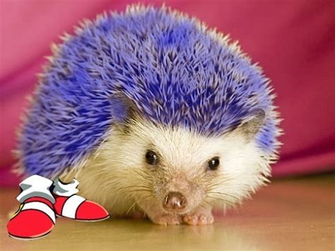 the real sonic - Sonic the Hedgehog Photo (5766536) - Fanpop