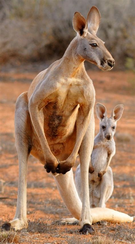 Picture of kangaroos - About Wild Animals