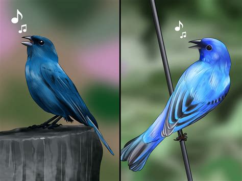 Free photo: Indigo Bunting - Animal, Bird, Blue - Free Download - Jooinn