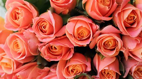 Bouquet Of Light Orange Rose Flowers 4K HD Flowers Wallpapers | HD ...