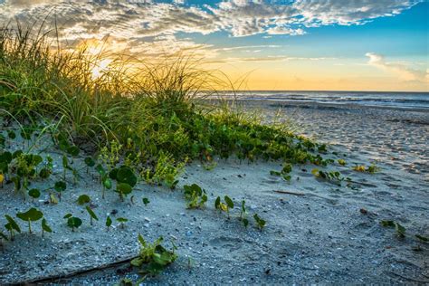 Myrtle Beach State Park: Top 6 Things to Do - iTripVacations