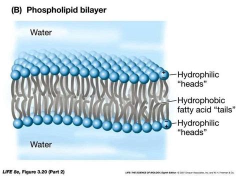 True or False: Phospholipids Have Hydrophilic and Hydrophobic Regions ...