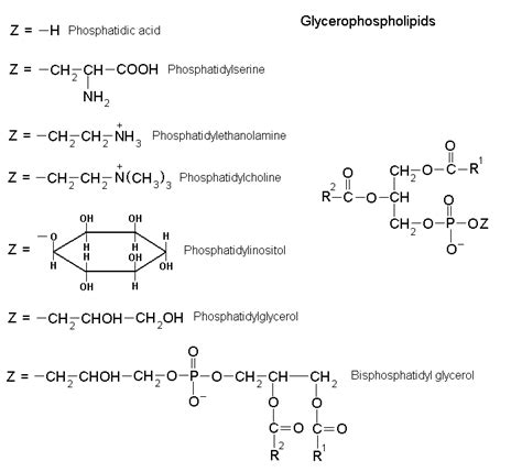 Sphingophospholipid Structure