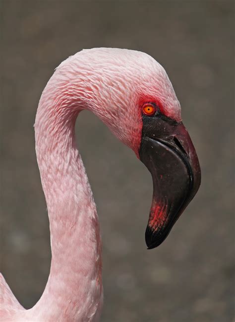 Lesser flamingos on lake natron in tanzania - osetribal