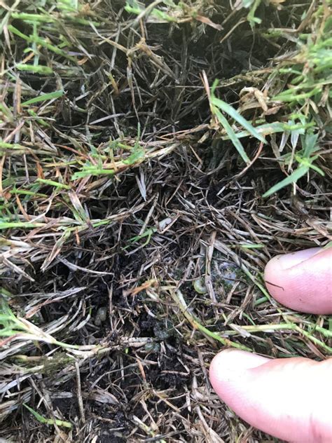 Sod webworms damage | Lawn Care Forum