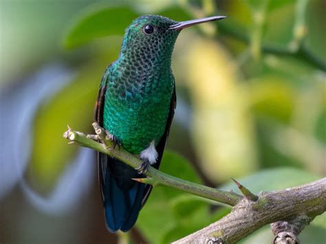 Blue-tailed Hummingbird - eBird