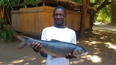 BLOG: The return of the Chimwi Fish to Lake Malawi | Malawi Tourism