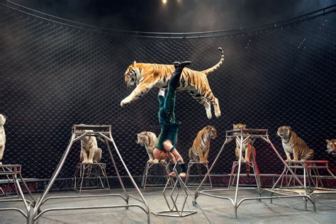 Ringling Bros. Circus Shutting Down | Sarasota Magazine