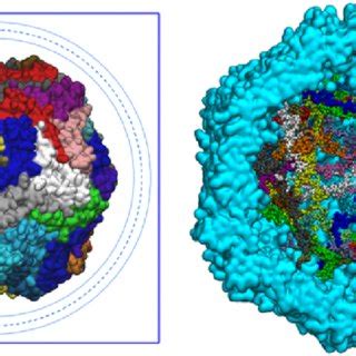 The initial structure of the capsid: a) the overview with the ...