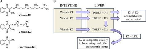 Difference Between Vitamin K And K2 Difference Between, 45% OFF