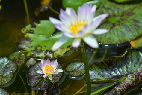 Water Lily in the Pond, Violet Water Lily Stock Photo - Image of nice ...