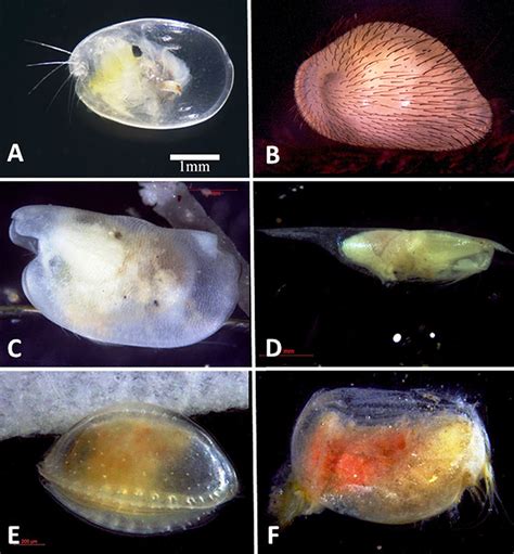 Ostracod Morphology - Encyclopedia of Arkansas