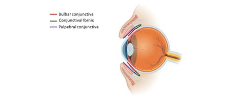 Conjunctiva Diagram