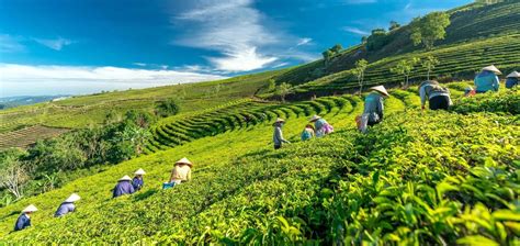 Discover Moc Chau's Green Paradise In The Heart Of Northwest Vietnam ...