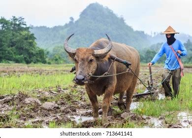 Carabao Plowing Stock Photos, Images & Photography | Shutterstock