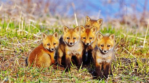 baby red fox 4k ultra hd wallpaper | Pet fox, Baby animals, Animals