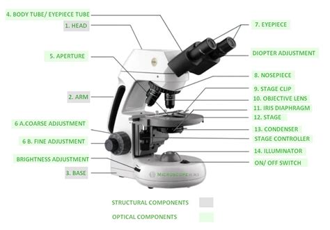 regardless of rupture digestion light microscope labeled diagram ...