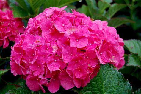 Macrophylla Hydrangea Pink Hydrangea Macrophylla 39 Forever - Hydrangea