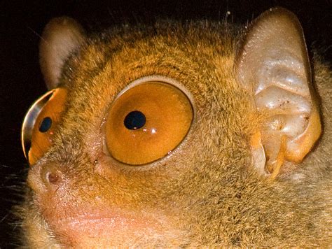 Fun Facts About the Philippine Tarsier, Those Eyes!