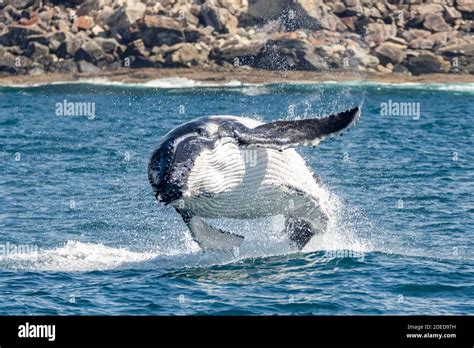 Humpback whale calf breaching off Sydney's North Head, Sydney ...