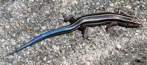 Pinehaven - Farmersville, Ohio: Blue-Tailed Skink