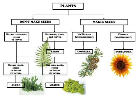 Plant Classification Chart | Children, Charts and Dr. who