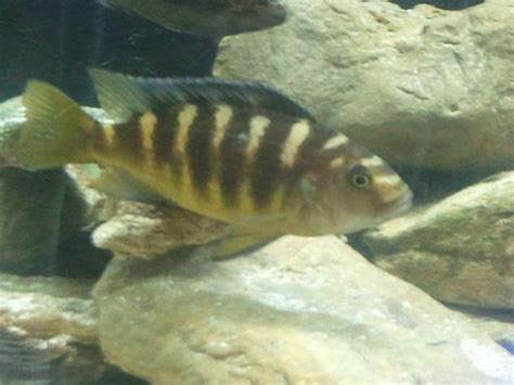 Breeding Beginner, help! | Cichlid Fish Forum